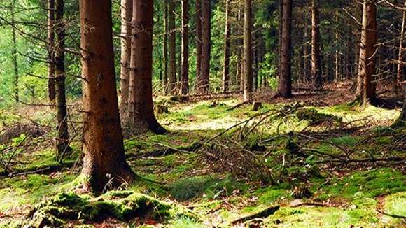 Images Puu- ja metsäpalvelu Zeh
