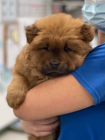 Images VCA Green Animal Hospital