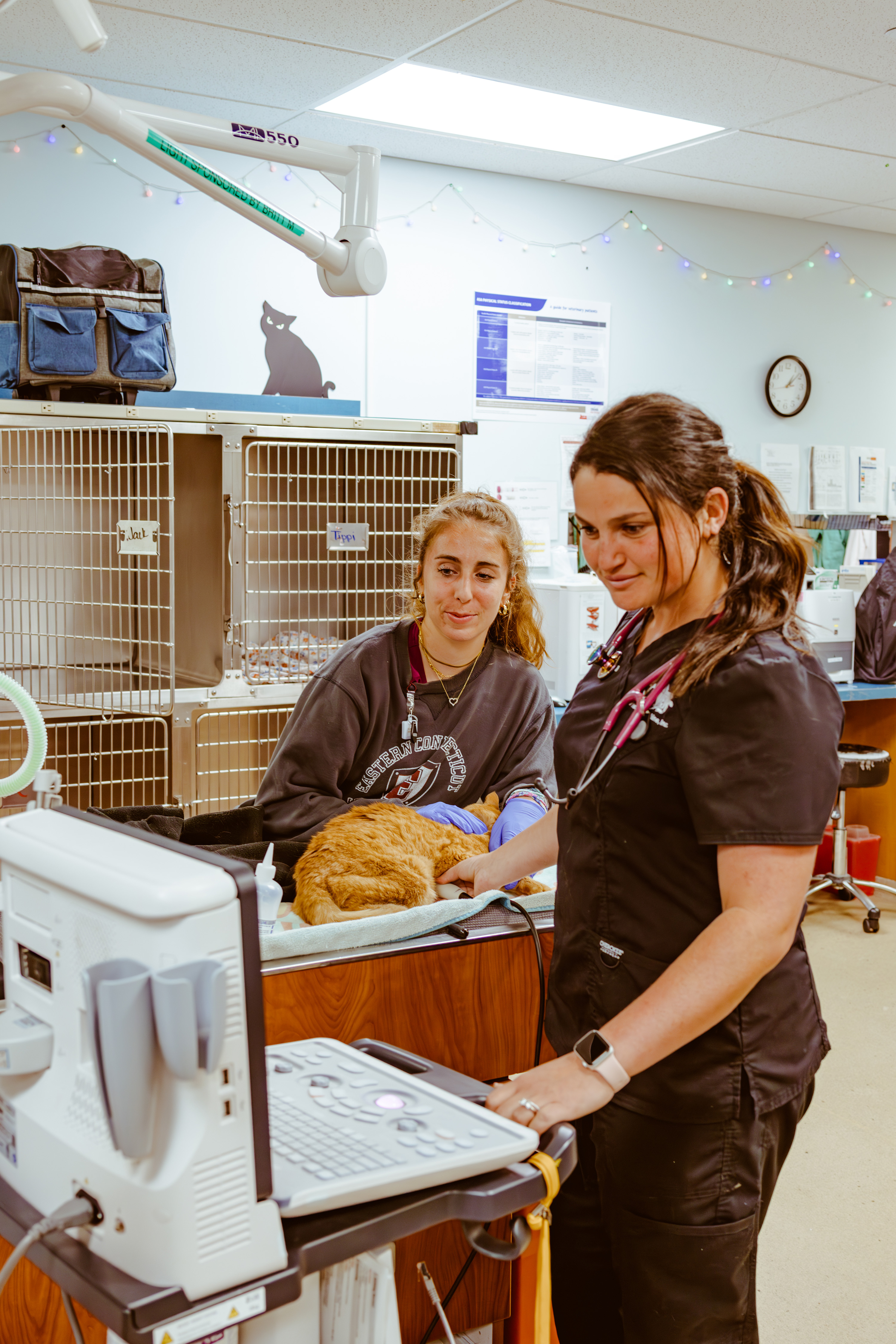 Central Hospital is a trauma center, staffed and equipped to manage life-threatening conditions. Our emergency room is staffed by experienced veterinarians with specialty training in emergency medicine, and is open 24 hours a day, 7 days a week.