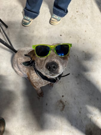 Images Natalie Daly - State Farm Insurance Agent