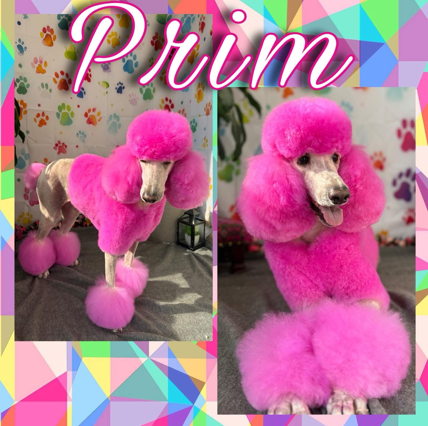 A pink poodle stands in two poses, showcasing its vibrant fur. The dog has its fur dyed bright pink and styled in a fluffy, rounded fashion on its head, ears, and legs. The background features a white curtain adorned with colorful paw prints. A geometric, multi-colored border frames the entire image, and the word "Prim" is written in large, white, cursive lettering across the top of the image.