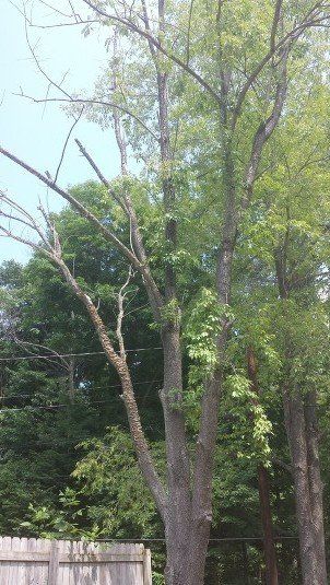 Glovier's Tree Service Photo