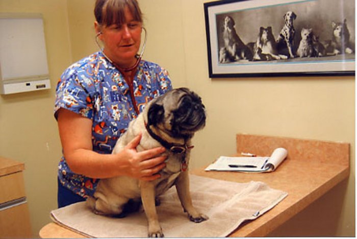 Images VCA Rancho Mirage Animal Hospital