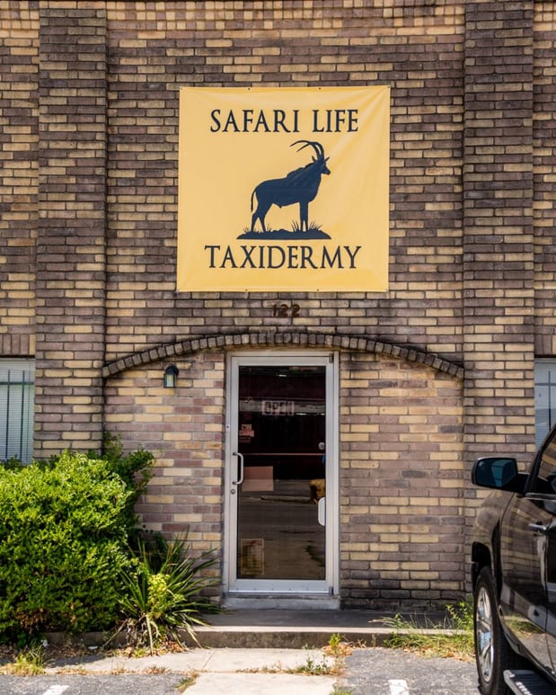 Images Safari Life Taxidermy