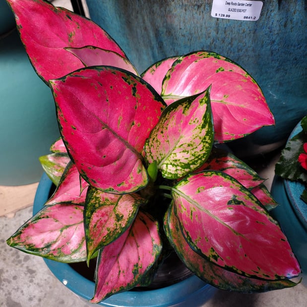 Images Deep Roots Garden Center