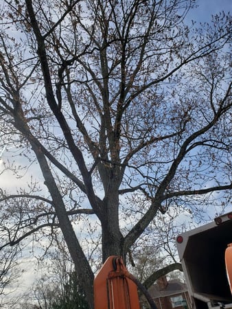 Images Cox Tree Service