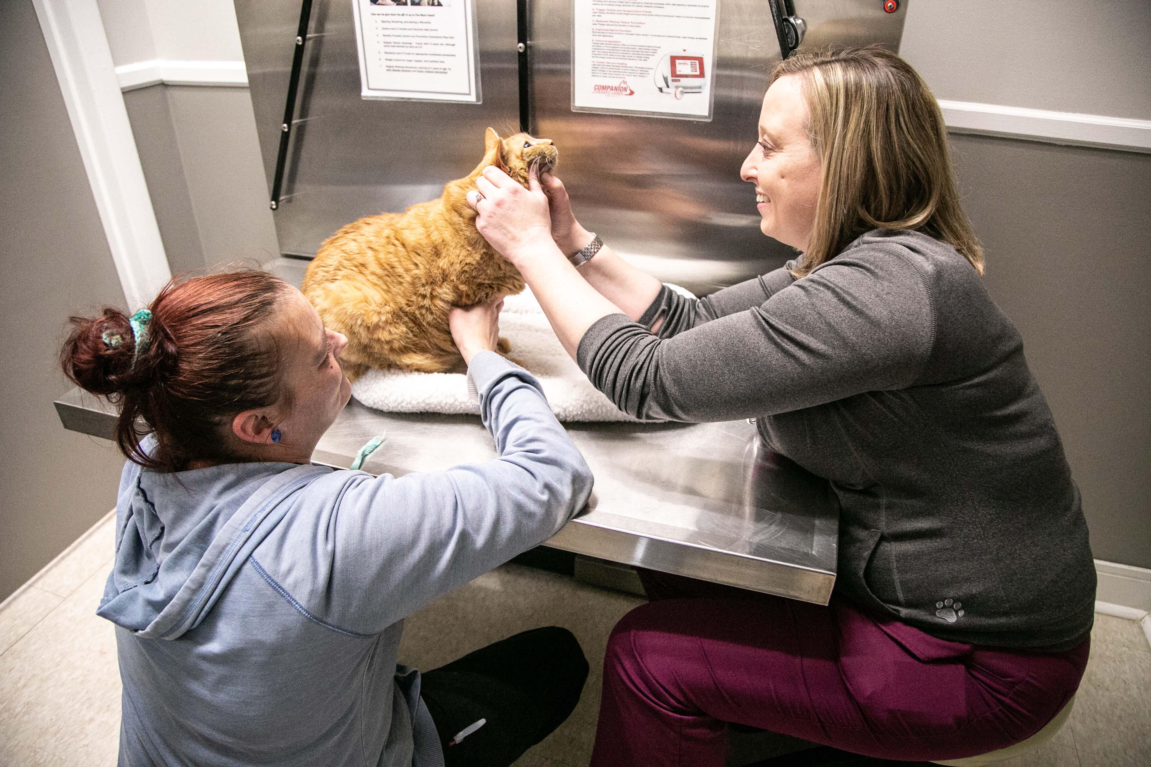At Parkville Animal Hospital, our technicians are trained to hold our patients for exams so that pet's feel as safe and comfortable as possible.