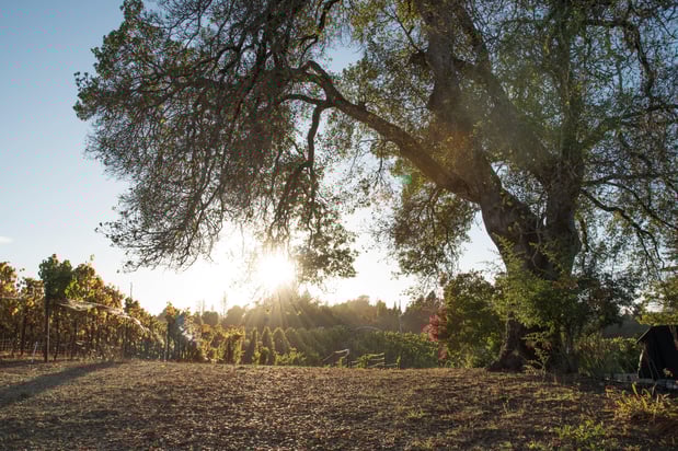 Images Lynmar Estate Winery