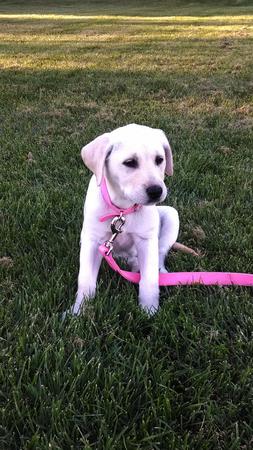 Images Laurie and Joe's Labs