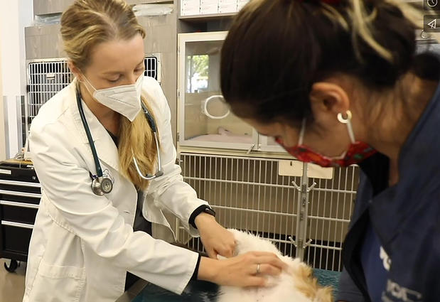 Images VCA Orange County Veterinary Specialists