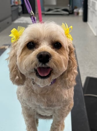 Images Dragonfly Dog Grooming LLC