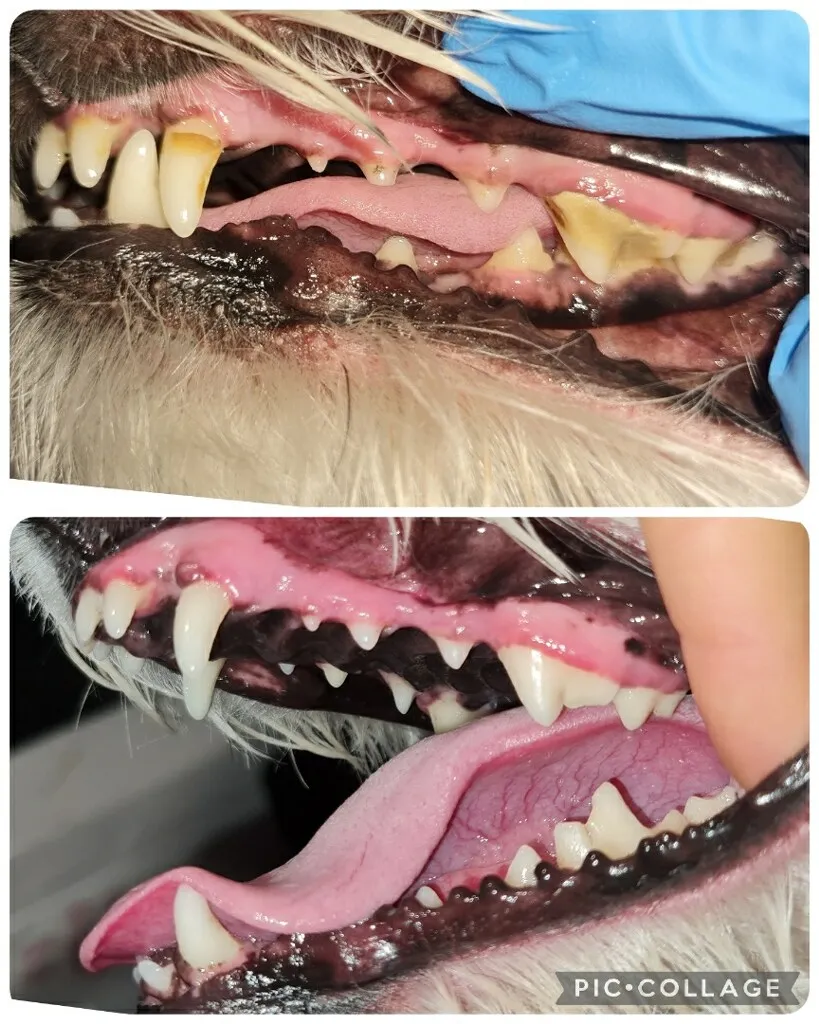 Image of Local Pet Event DENTAL TEETH CLEANING Nearby