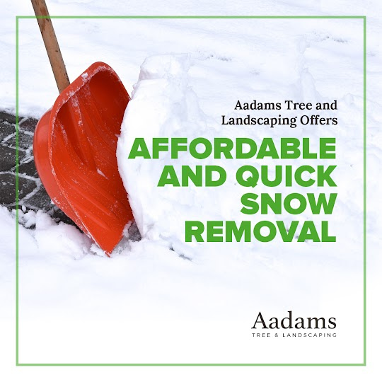 Images Aadams Tree Service - Tree Removal, Trimming, Stump Grinding in Woodinville WA