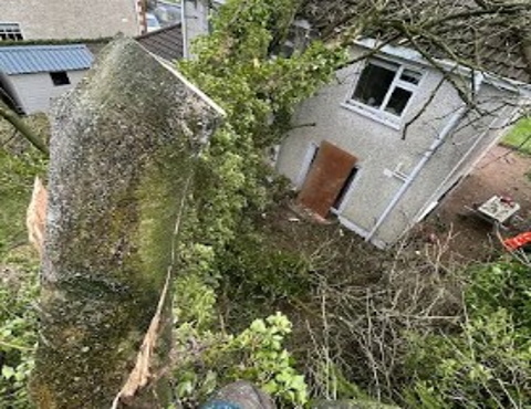 Greenfell Tree Services 7