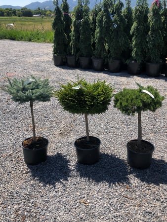 Images Cache Valley Nursery
