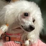 Images たまとポチ 宇津木店