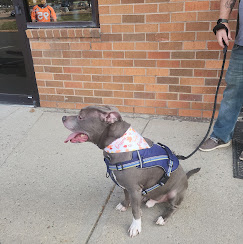 Images Doggie-Do's LLC