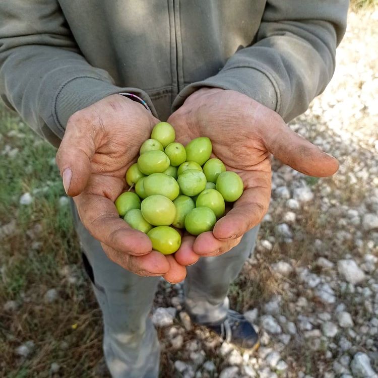 Images Zeus Società Cooperativa