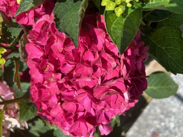 Images Blanchard’s Blossoms and Garden Center