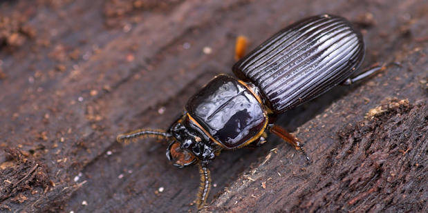 Images American Termite & Pest Control