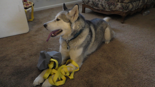 Images Stop the Fight! Dog Toys