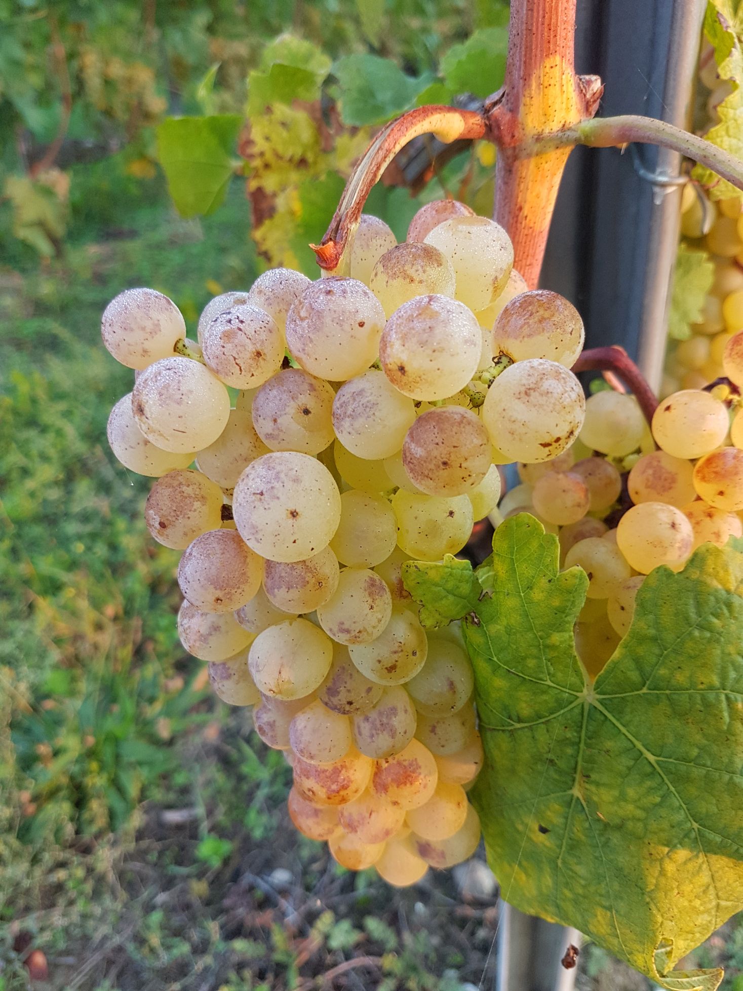 Bilder La Vaudoise des Quatre Vents