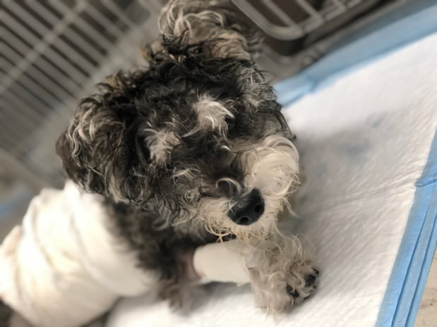 Images Melrose La Brea Animal Hospital