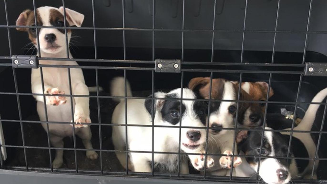 Images Vestjyske Dyrlæger ApS