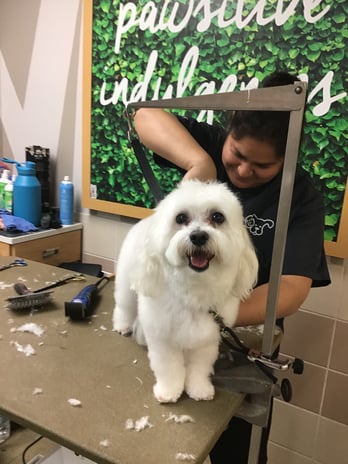 Images Petco Grooming