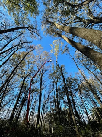 Images Magana Tree Service