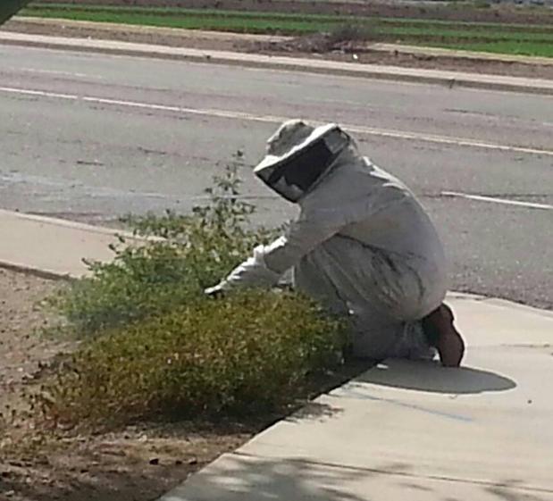 Images Arizona Termite, Pest and Weed  Lic #9297