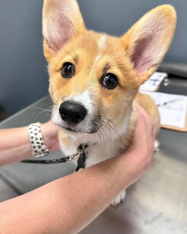 Images Liberty Hill Animal Hospital