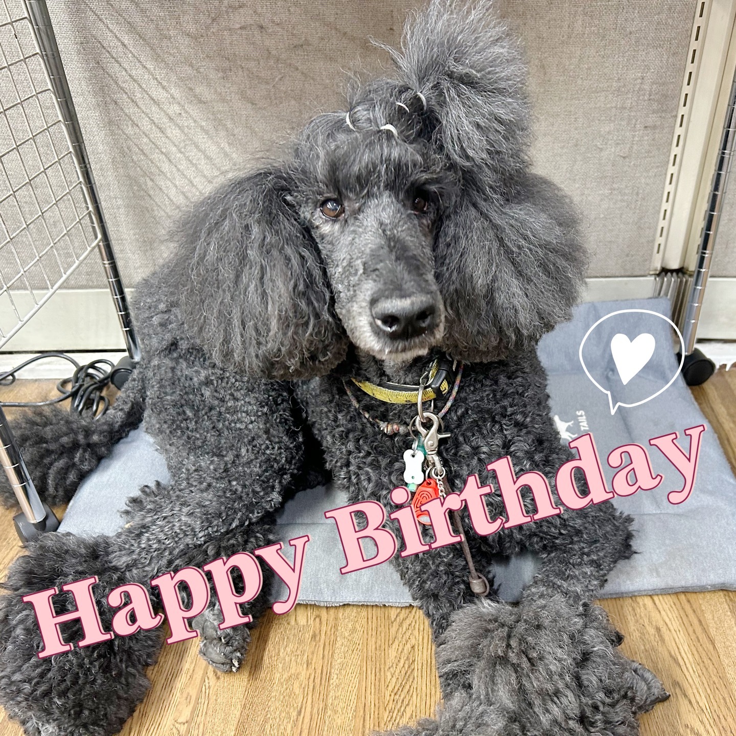 Images たまとポチ 宇津木店