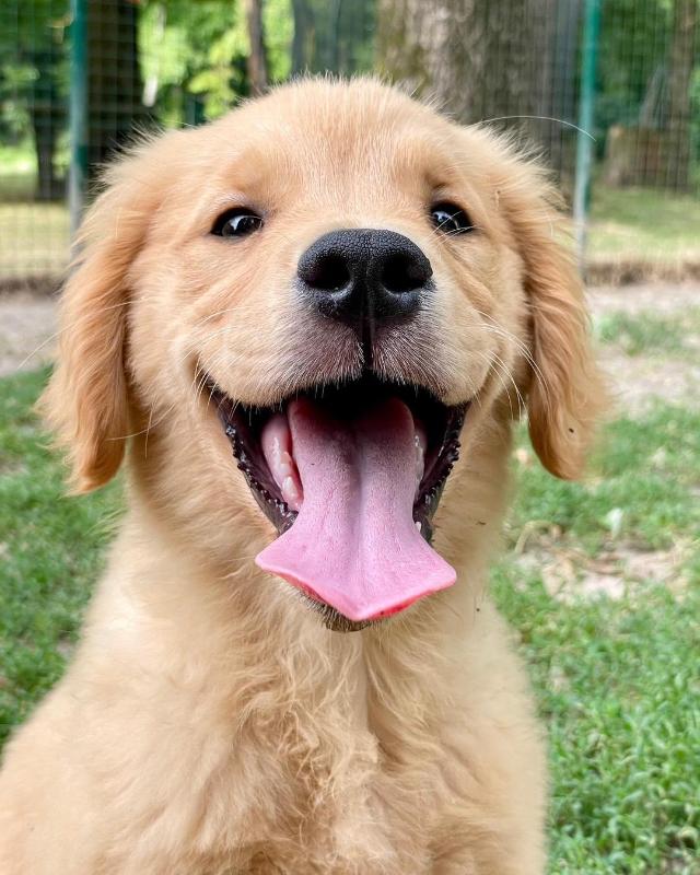 Images Rieshof Dogresort