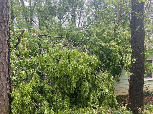 Images Elephant Trunk Tree and Landscaping