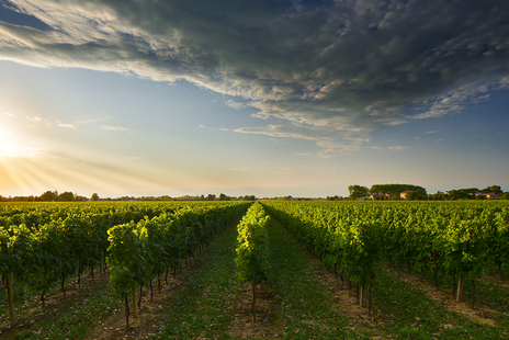 Images Ai Galli Azienda Agricola Vitivinicola