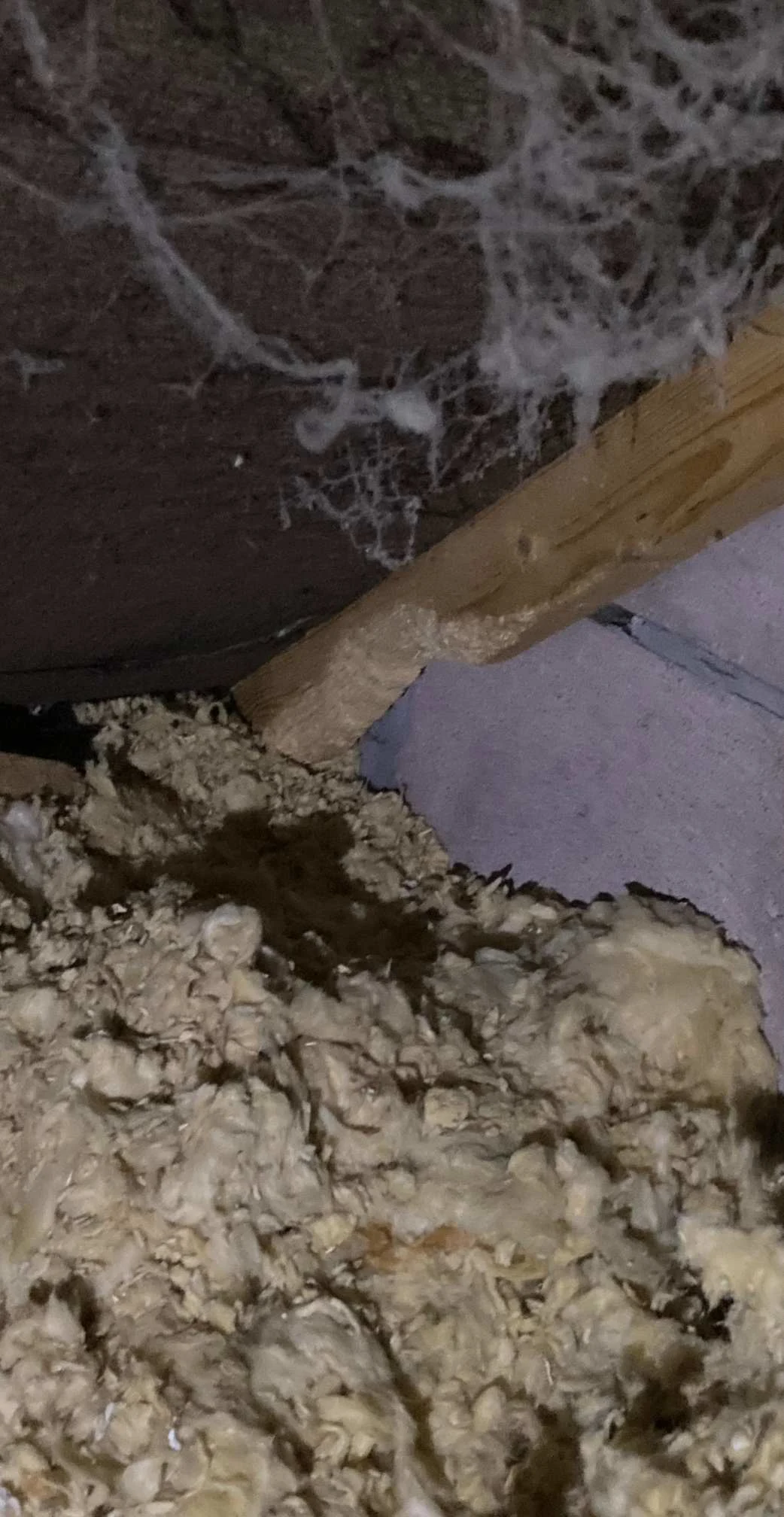 Images Platoon Pest Control