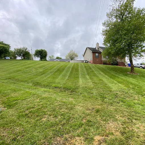 Images Green Leaves Lawn Care