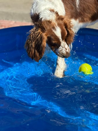 Images VCA Mountainview Animal Hospital & Pet Lodge