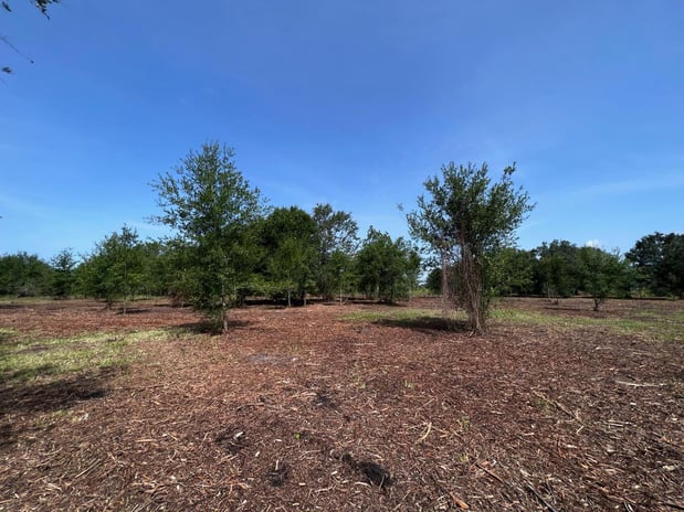 Images Stealth Mulching - Forestry Mulching & Land Development