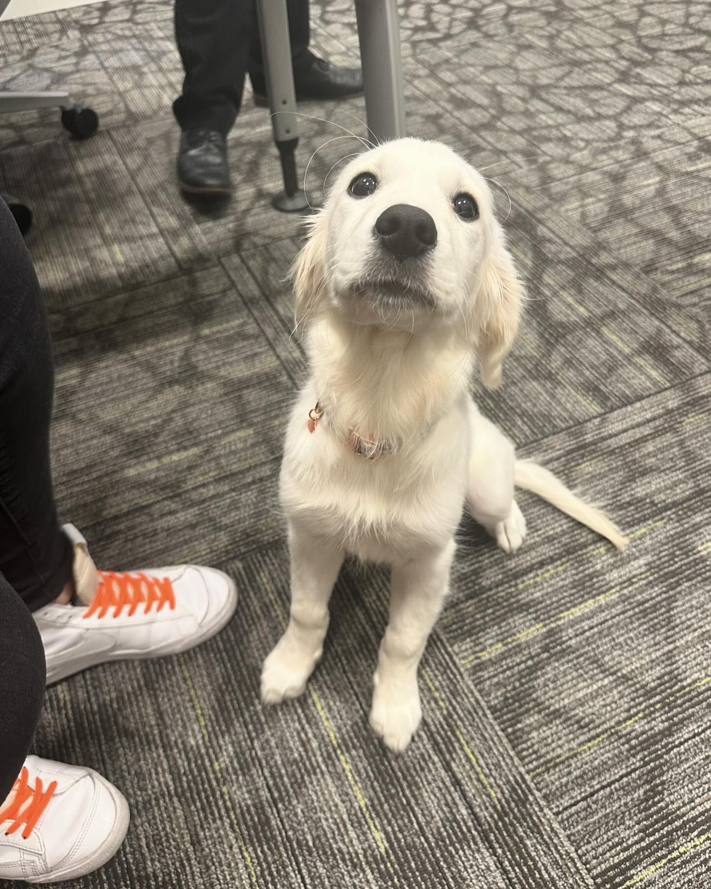 We love visitors!