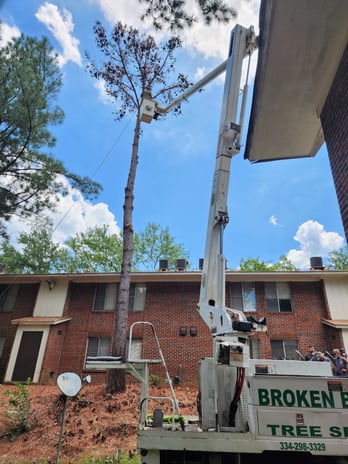 Images Broken Branch Tree Service LLC