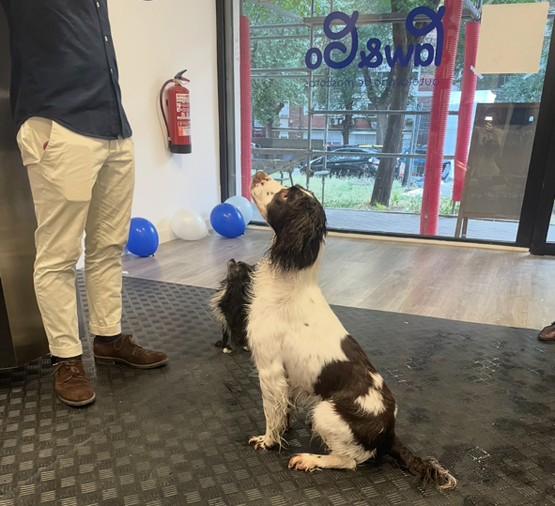 Images Paw&Go - Autolavado de perros y peluquería canina