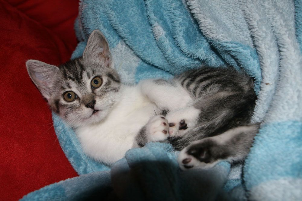 Bild 5 von Tierambulatorium Steinsee Mag. Judith Danzinger