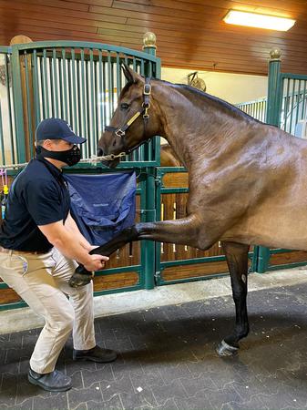 Images Palm Beach Equine Clinic