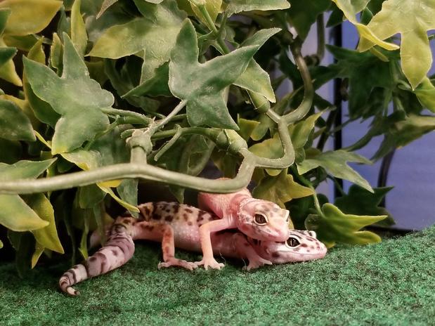 Images Paws & Fins Pet Shop