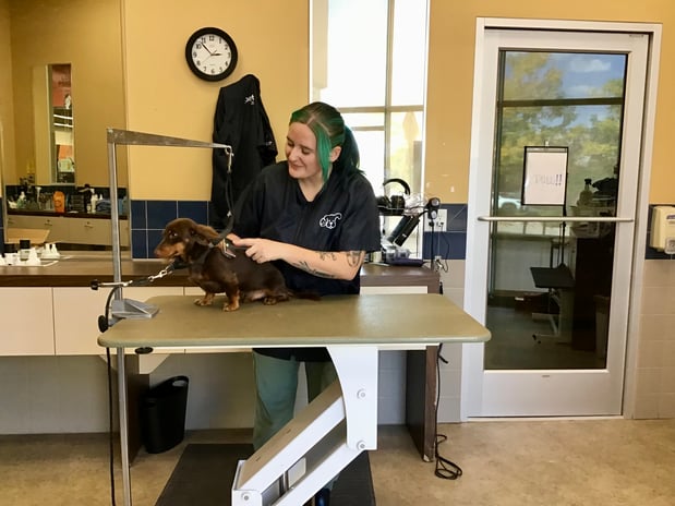 Images Petco Grooming