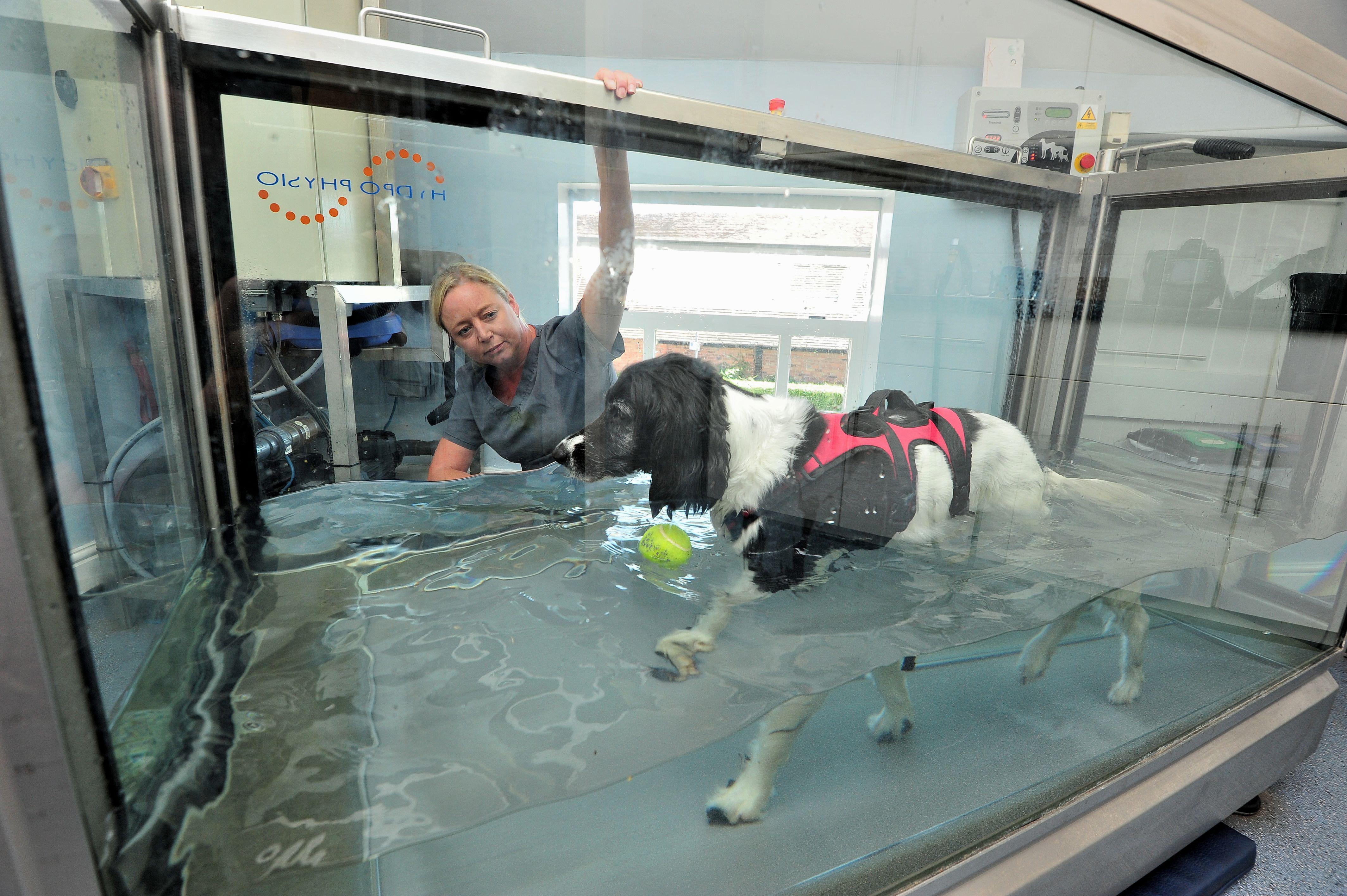 Images Severn Veterinary Centre and Hydrotherapy Suite