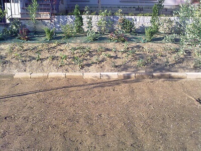 Images Agrigarden L'Olivo