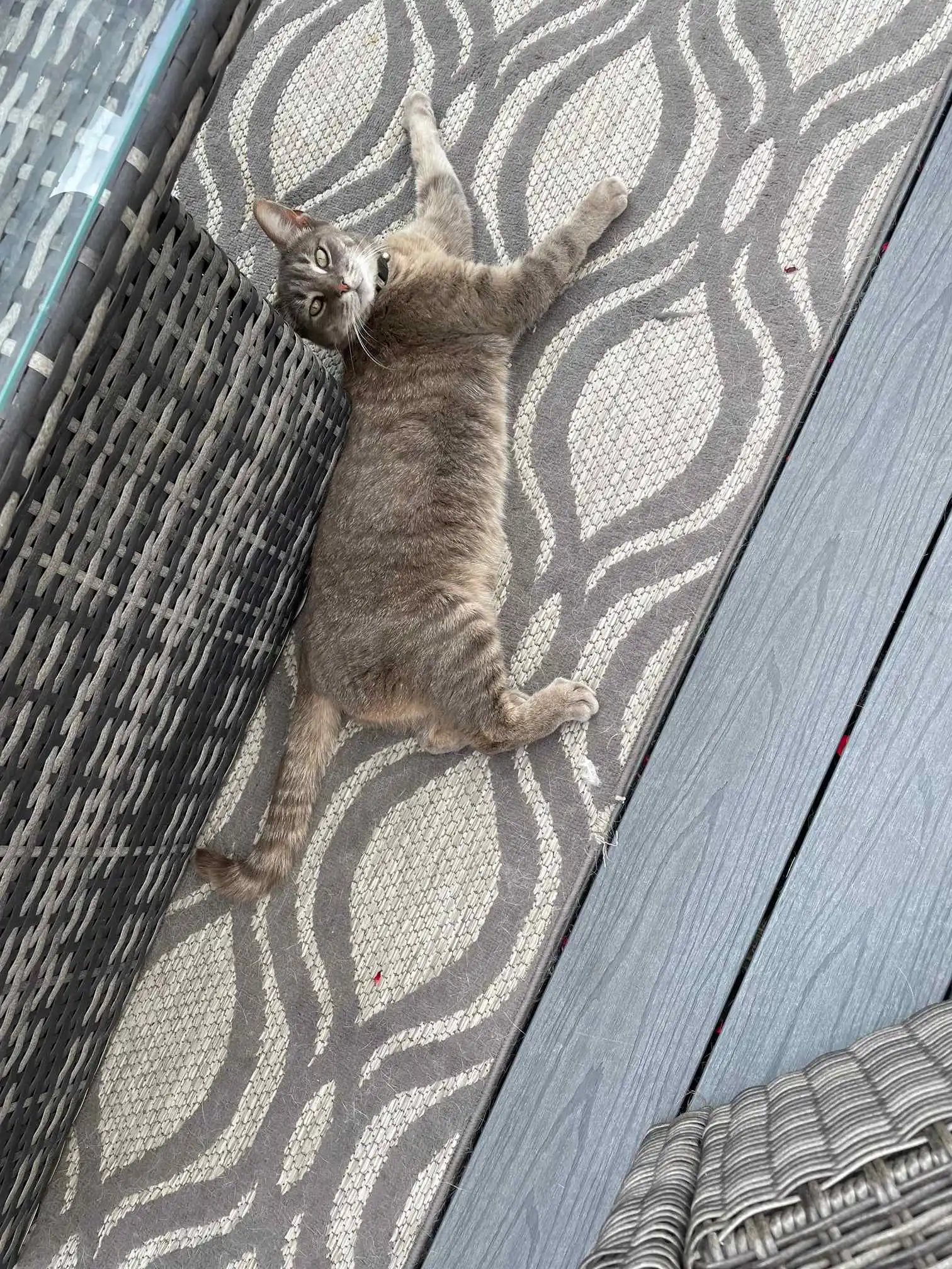 Images Awesome Pawz
